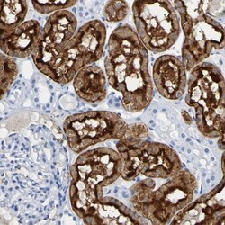 DPEP1 Antibody, Novus Biologicals:Antibodies:Primary Antibodies