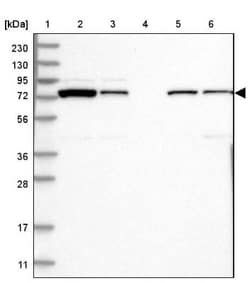DPP3 Antibody, Novus Biologicals:Antibodies:Primary Antibodies