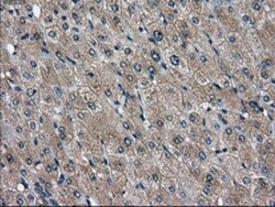DPPIV/CD26 Antibody (OTI11D7), Novus Biologicals 0.10 ml | Buy Online | Novus Biologicals | Fisher Scientific