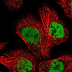 DPY30 Antibody, Novus Biologicals 0.1mL; Unlabeled:Antibodies, Polyclonal