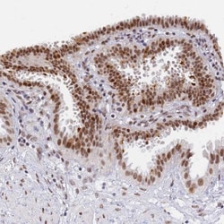 DPY30 Antibody, Novus Biologicals 0.1mL; Unlabeled:Antibodies, Polyclonal