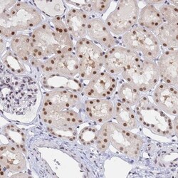 DPY30 Antibody, Novus Biologicals 0.1mL; Unlabeled:Antibodies, Polyclonal