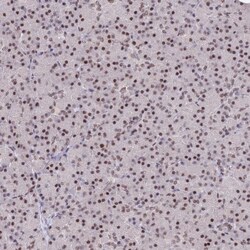 DPY30 Antibody, Novus Biologicals 0.1mL; Unlabeled:Antibodies, Polyclonal