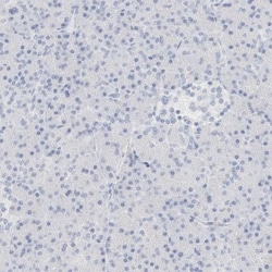 DPYS Antibody, Novus Biologicals 0.1mL; Unlabeled:Antibodies, Polyclonal