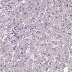 DQX1 Antibody, Novus Biologicals 0.1mL; Unlabeled:Antibodies, Polyclonal