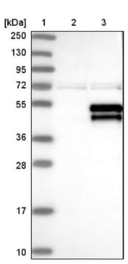 DRAK2 Antibody, Novus Biologicals 25 &mu;L; Unlabeled:Antibodies, Polyclonal