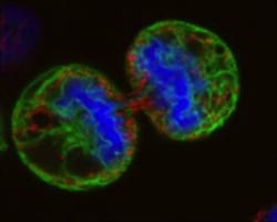 Novus Biologicals DRAQ5