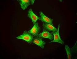 Novus Biologicals DRAQ5