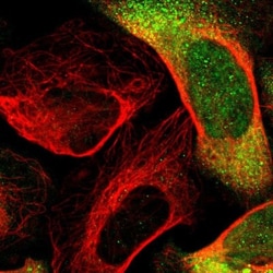 DRG2 Antibody, Novus Biologicals 0.1mL; Unlabeled:Antibodies, Polyclonal