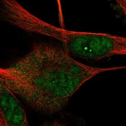 DRGX Antibody, Novus Biologicals:Antibodies:Primary Antibodies