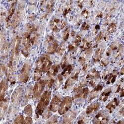 DRGX Antibody, Novus Biologicals:Antibodies:Primary Antibodies