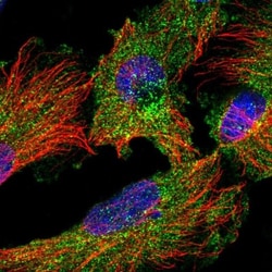 DRP1 Antibody, Novus Biologicals 25 &mu;L, Unlabeled:Antibodies, Polyclonal