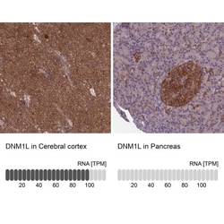 DRP1 Antibody, Novus Biologicals 25 &mu;L, Unlabeled:Antibodies, Polyclonal