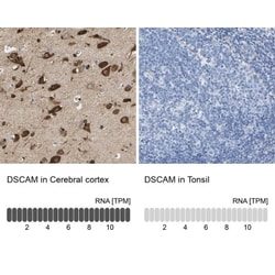 DSCAM Antibody, Novus Biologicals 25 &mu;L, Unlabeled:Antibodies, Polyclonal