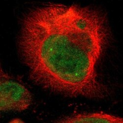 DSN1 Antibody, Novus Biologicals:Antibodies:Primary Antibodies