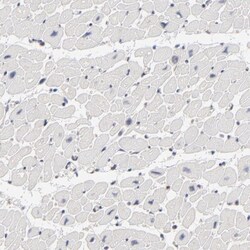 DSN1 Antibody, Novus Biologicals:Antibodies:Primary Antibodies