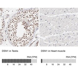 DSN1 Antibody, Novus Biologicals:Antibodies:Primary Antibodies