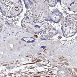 DSPG3/EPYC Antibody, Novus Biologicals 25 &mu;L, Unconjugated:Antibodies,