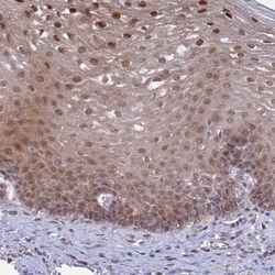DTX2 Antibody, Novus Biologicals:Antibodies:Primary Antibodies