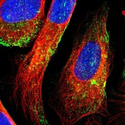 DTX3L Antibody, Novus Biologicals 0.1mL; Unlabeled:Antibodies, Polyclonal