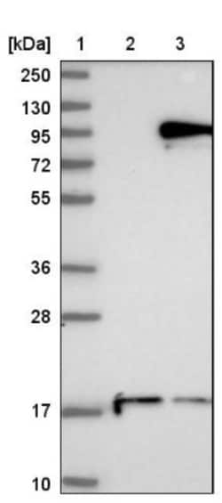 DTX3L Antibody, Novus Biologicals 0.1mL; Unlabeled:Antibodies, Polyclonal