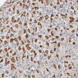 DUOX1 Antibody, Novus Biologicals 0.1mL; Unlabeled:Antibodies, Polyclonal