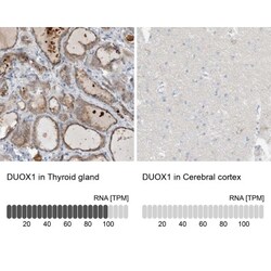 DUOX1 Antibody, Novus Biologicals 0.1mL; Unlabeled:Antibodies, Polyclonal