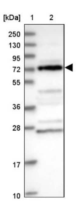 DUS3L Antibody, Novus Biologicals:Antibodies:Primary Antibodies