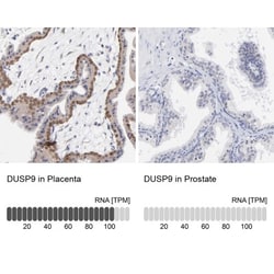 DUSP9 Antibody, Novus Biologicals:Antibodies:Primary Antibodies