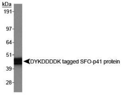 DYKDDDDK Epitope Tag Antibody (L5), Novus Biologicals 0.5mL; Unlabeled:Antibodies,