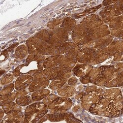 DYNC1I2 Antibody, Novus Biologicals:Antibodies:Primary Antibodies