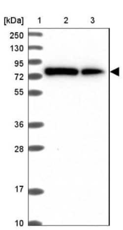 DYNC1I2 Antibody, Novus Biologicals:Antibodies:Primary Antibodies