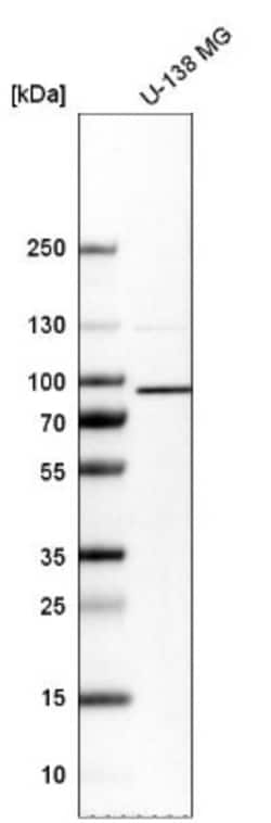 DYNC1I2 Antibody, Novus Biologicals:Antibodies:Primary Antibodies