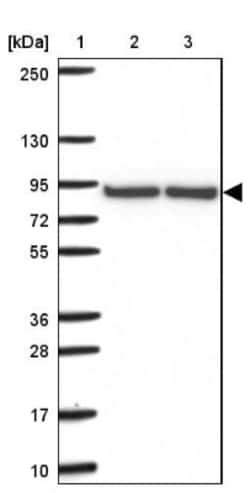 DYNC1I2 Antibody, Novus Biologicals:Antibodies:Primary Antibodies