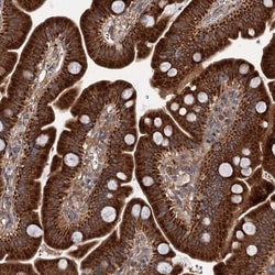 DYNC2H1 Antibody, Novus Biologicals 0.1mL; Unlabeled:Antibodies, Polyclonal