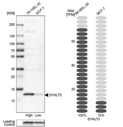 DYNLT3 Antibody, Novus Biologicals:Antibodies:Primary Antibodies