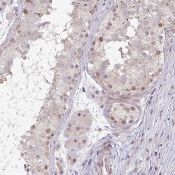 DZIP1 Antibody, Novus Biologicals:Antibodies:Primary Antibodies