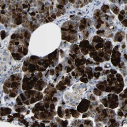 Dcp1a Antibody, Novus Biologicals:Antibodies:Primary Antibodies
