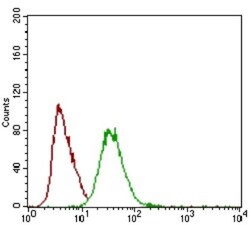 Decorin Antibody (5E8E7) - BSA Free, Novus Biologicals:Antibodies:Primary
