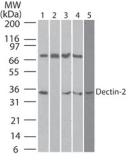 Dectin-2/CLEC6A Antibody (3D1) - BSA Free, Novus Biologicals 0.025mg; Unlabeled:Antibodies,