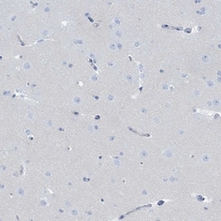 Defensin alpha 4 Antibody, Novus Biologicals 0.1mL; Unlabeled:Antibodies,