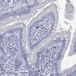 Defensin alpha 4 Antibody, Novus Biologicals 0.1mL; Unlabeled:Antibodies,