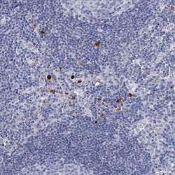 Defensin alpha 4 Antibody, Novus Biologicals 0.1mL; Unlabeled:Antibodies,