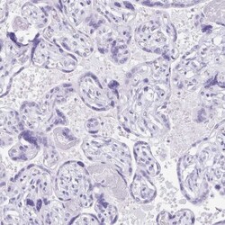 Defensin alpha 5 Antibody, Novus Biologicals 0.1mL; Unlabeled:Antibodies