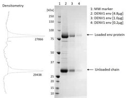 Novus Biologicals Recombinant Virus Dengue Virus 1 Envelope Fc Protein 0.5 mg | Buy Online | Novus Biologicals | Fisher Scientific