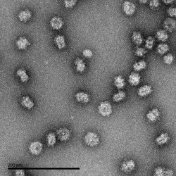 Novus Biologicals Recombinant Virus Dengue Virus 1 VLP Protein 0.1 mg | Buy Online | Novus Biologicals | Fisher Scientific