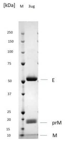 Novus Biologicals Recombinant Virus Dengue Virus 2 VLP Protein 0,5 mg | Buy Online | Novus Biologicals | Fisher Scientific