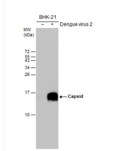 Dengue Virus Capsid Protein Antibody, Novus Biologicals 0.1mL:Antibodies,