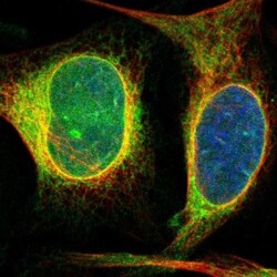 Derlin 1 Antibody, Novus Biologicals:Antibodies:Primary Antibodies
