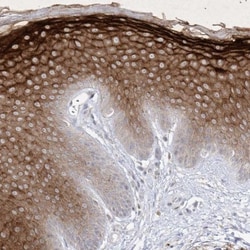 Dermokine beta Antibody, Novus Biologicals 0.1mL; Unlabeled:Antibodies,